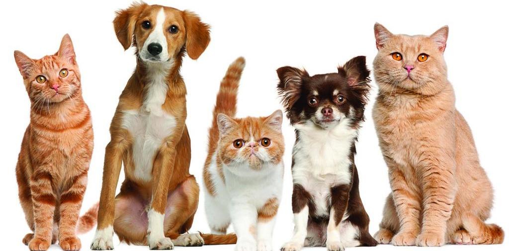 Доска объявлений о животных | ЗооТом - продажа, вязка и услуги для животных в Нее