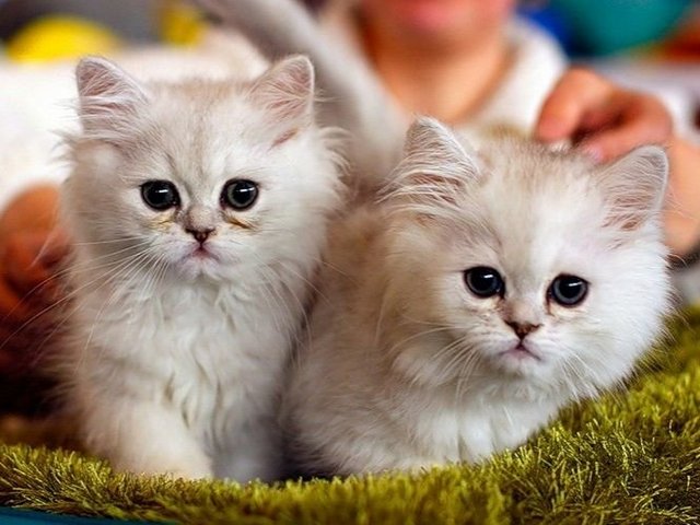Породы кошек в Нее | ЗооТом портал о животных