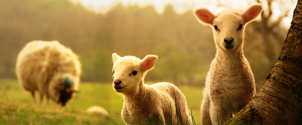 Объявления о сельскохозяйственных животных | ЗооТом - продажа, вязка и услуги для животных в Нее