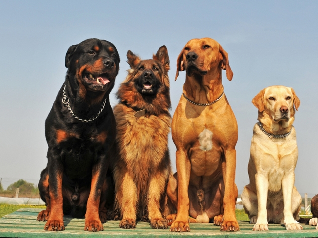Крупные породы собак в Нее | ЗооТом портал о животных