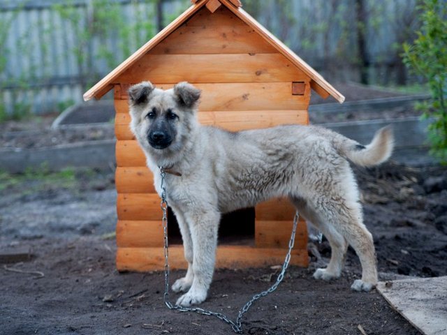 Все о собаках в Нее Все о собаках в Нее